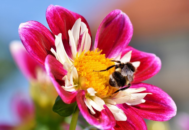 蜜蜂 昆虫 授粉 - 上的免费照片