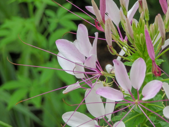 日本银花 堪萨斯州 Overland公园 - 上的免费照片