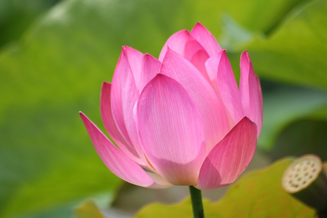 莲花 粉红色的花 池塘 - 上的免费照片