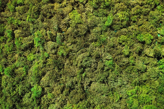 苔藓 绿色 草本植物 - 上的免费照片