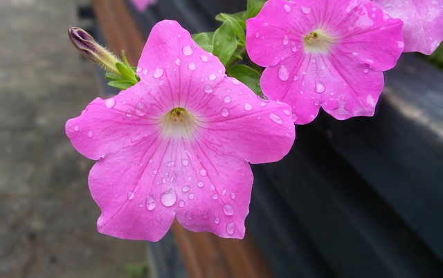 骗子 Safi的。 Surfinia - 上的免费照片