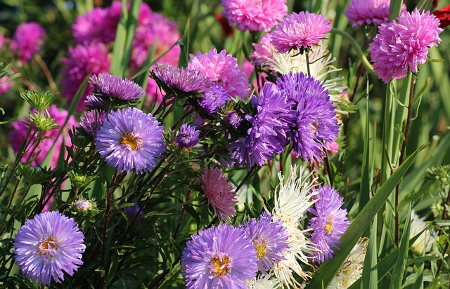 紫苑 秋花 紫色 - 上的免费照片