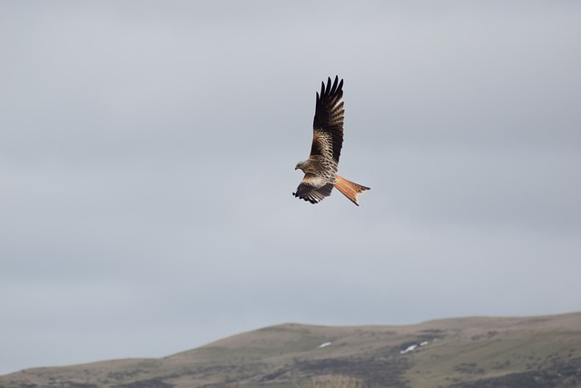 鸟 红风筝 Milvus - 上的免费照片