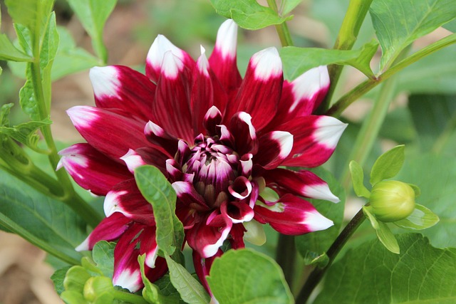 大丽花 红色白色大丽花 Dahlia双色 - 上的免费照片