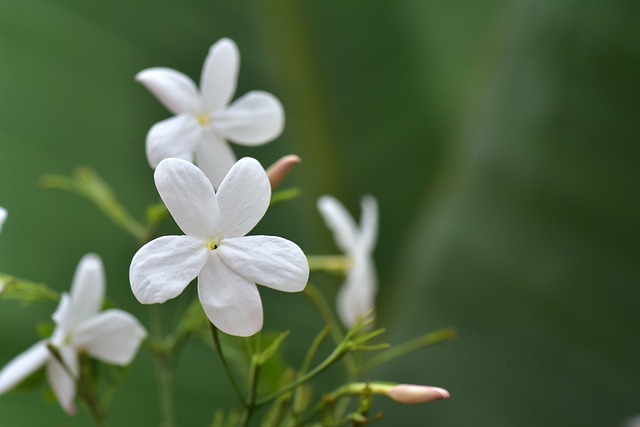茉莉 茉莉花 花 - 上的免费照片