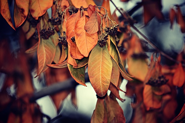 树叶 叶子 秋天 - 上的免费照片
