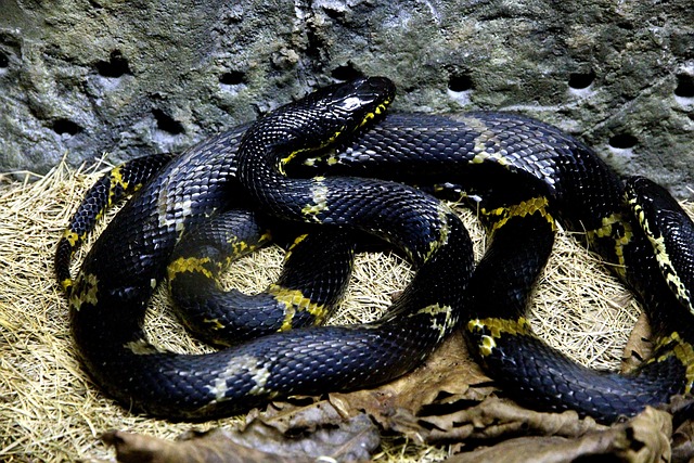 阿穆尔河 Ratsnake 蛇幼林 蛇 - 上的免费照片