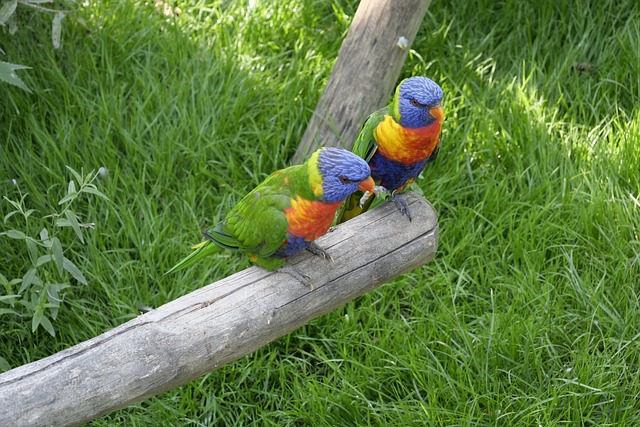 野生动物 鸟类 鹦鹉 - 上的免费照片