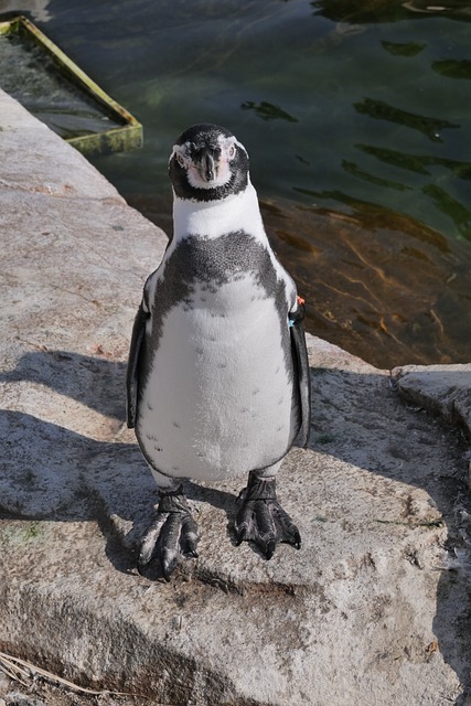 动物 企鹅 Gentoo企鹅 - 上的免费照片