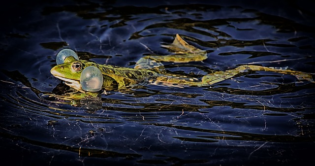 青蛙 动物 蟾蜍 - 上的免费照片