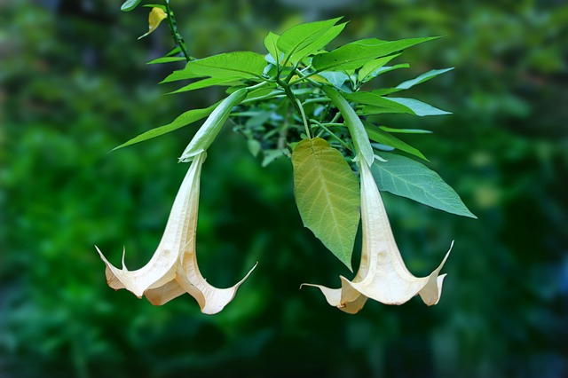 天使的喇叭 布鲁曼西亚 二 - 上的免费照片