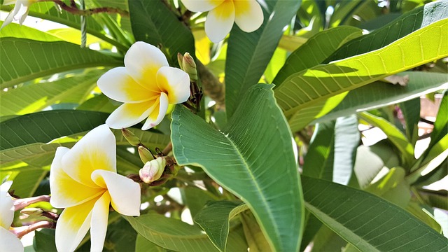 花 自然 Pluméria - 上的免费照片