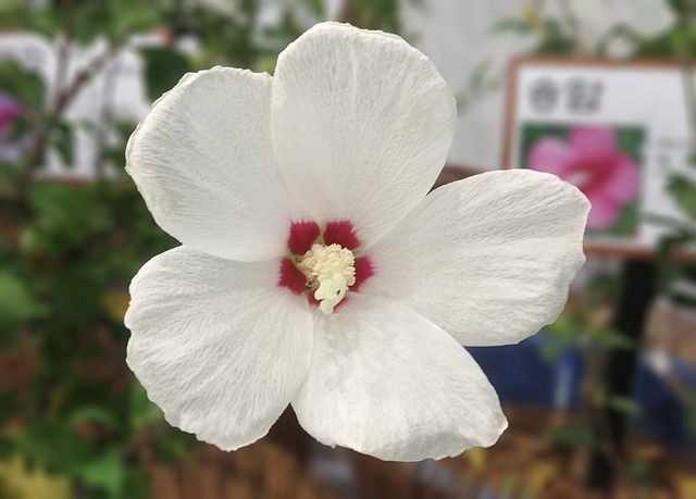 莎伦玫瑰 单一核心 玫瑰沙龙 - 上的免费照片