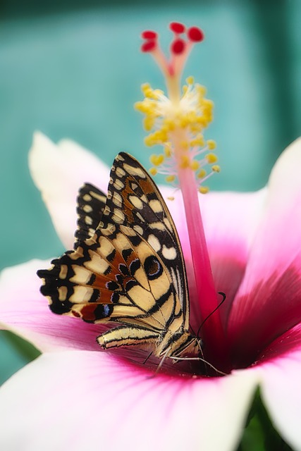 蝴蝶 关闭 昆虫 - 上的免费照片