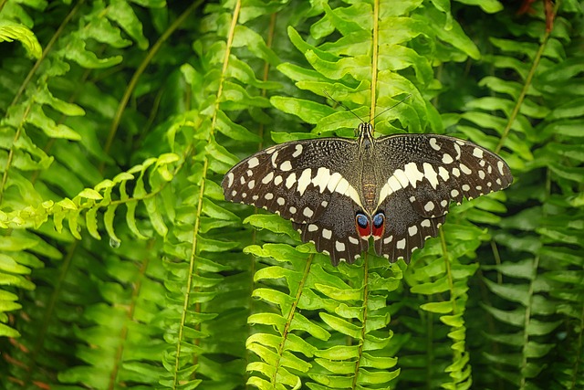 蝴蝶 关闭 昆虫 - 上的免费照片