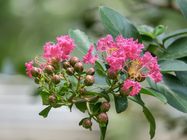 紫薇 花 植物 - 上的免费照片