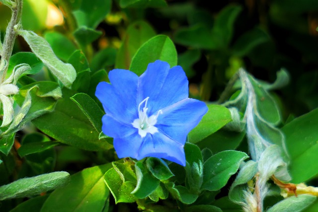 花 植物 野花 - 上的免费照片