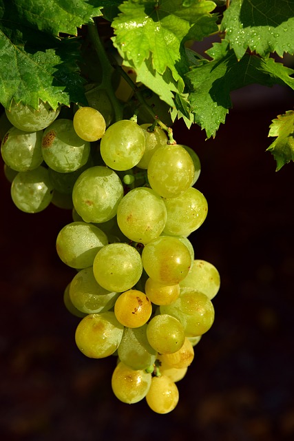 葡萄 水果 可爱的 - 上的免费照片