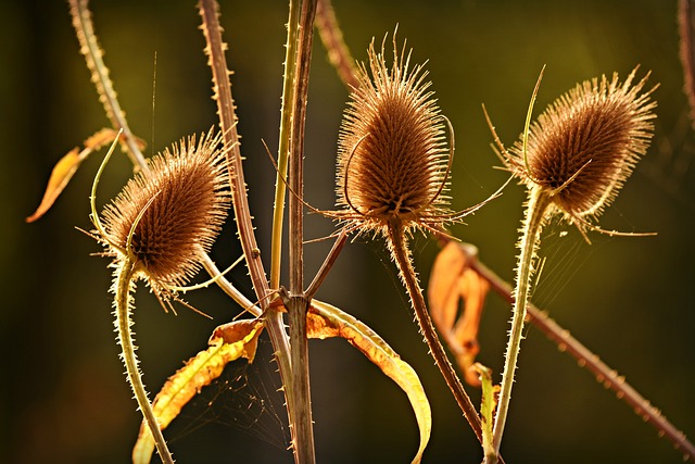 Teasels 续断 花朵 - 上的免费照片