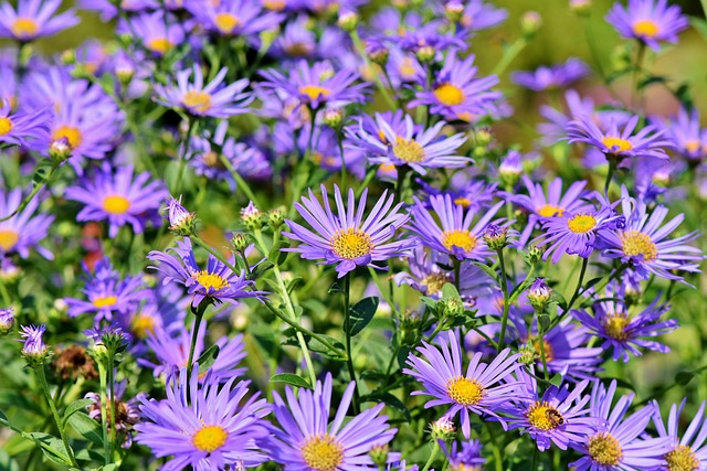 紫苑 花朵 花园 - 上的免费照片