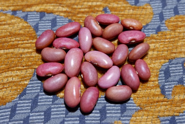 豆子 菜豆 花园 - 上的免费照片