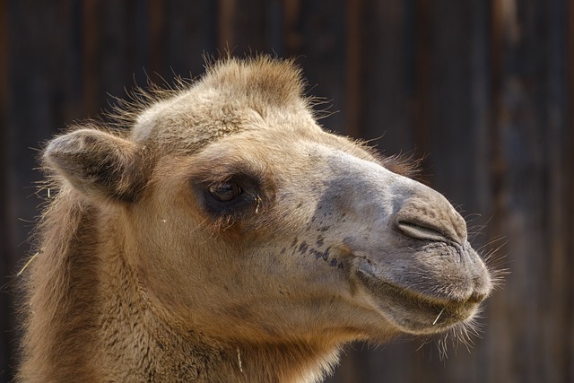 骆驼 单峰驼 践踏 - 上的免费照片