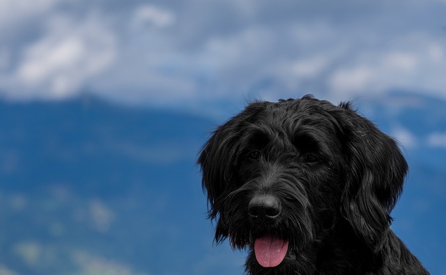 狗 家畜 Labradoodle - 上的免费照片