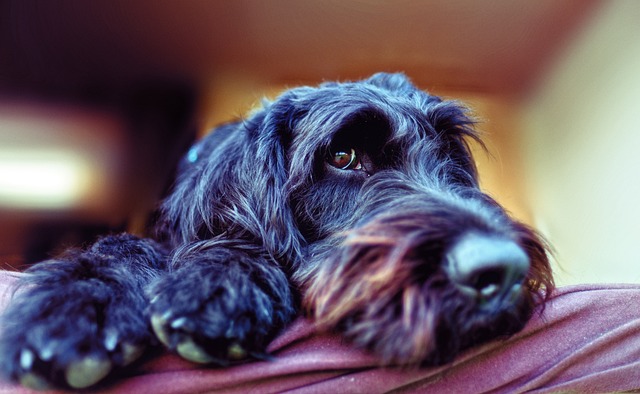 狗 家畜 Labradoodle - 上的免费照片
