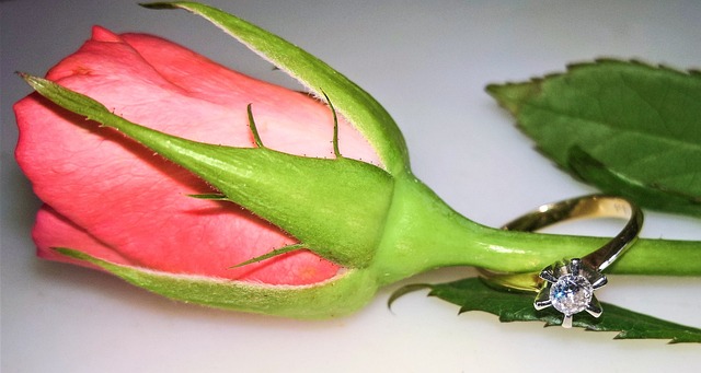 玫瑰 单花 芽 - 上的免费照片