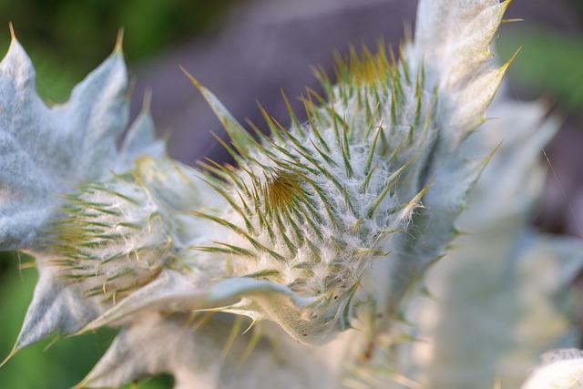 蓟 驴蓟 花园 - 上的免费照片
