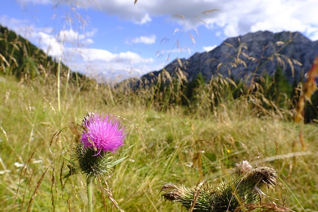 蓟 刮蓟 花 - 上的免费照片
