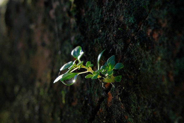 越南 特写 富士胶片 - 上的免费照片