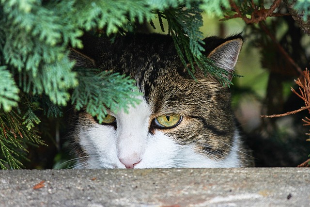 猫 隐 手表 - 上的免费照片