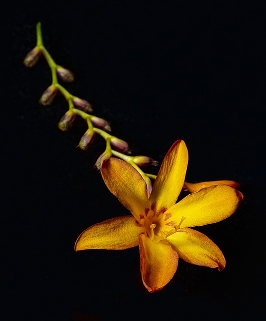 花 Lowkey 植物 - 上的免费照片