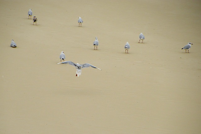 海 海滩 斯特拉海滩 Hauts De - 上的免费照片