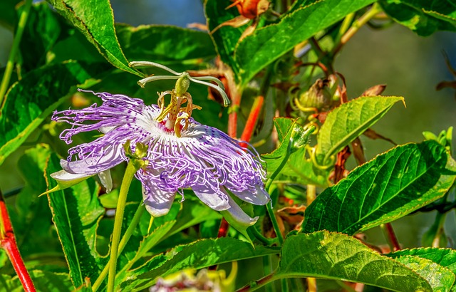 花 激情花 植物学 - 上的免费照片