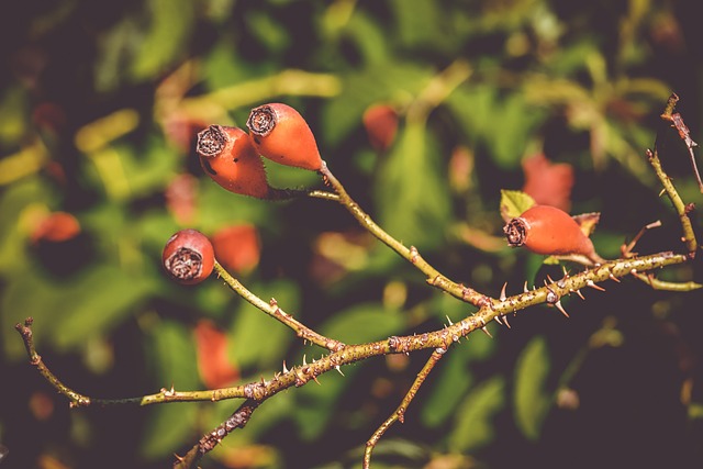 玫瑰果 水果 浆果 - 上的免费照片
