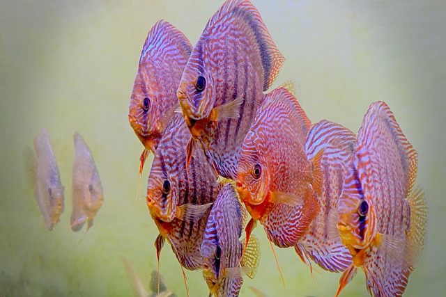 水族馆 鱼 水 - 上的免费照片