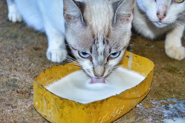 猫 小猫 猫科动物 - 上的免费照片