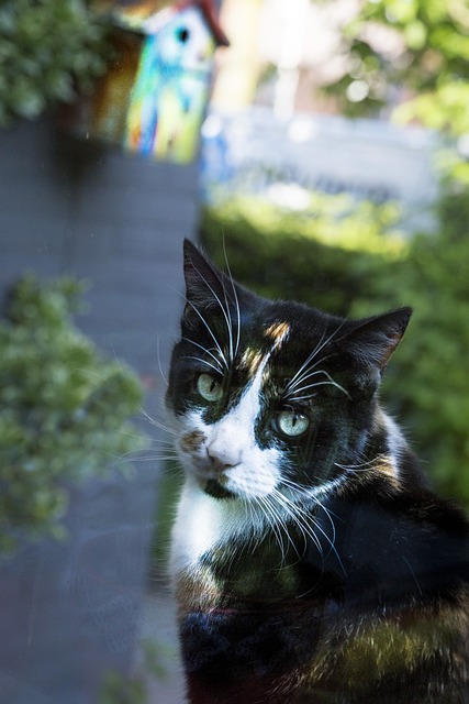 猫 Rob 鸟 - 上的免费照片