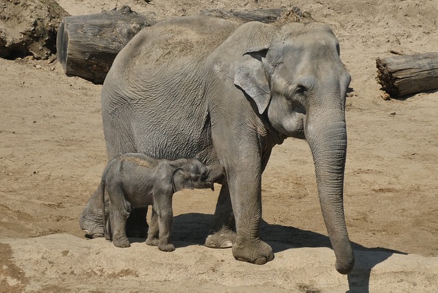 大象带的男孩 动物园 比利时 - 上的免费照片