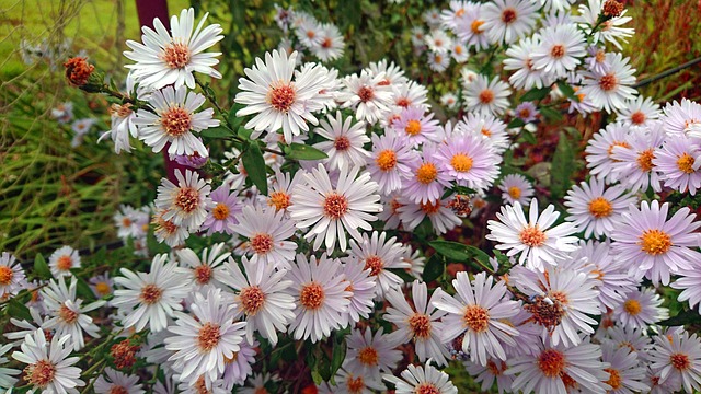翠菊 花朵 Astra Novoblogika - 上的免费照片
