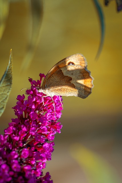 蝴蝶 Lycaon 动物 - 上的免费照片