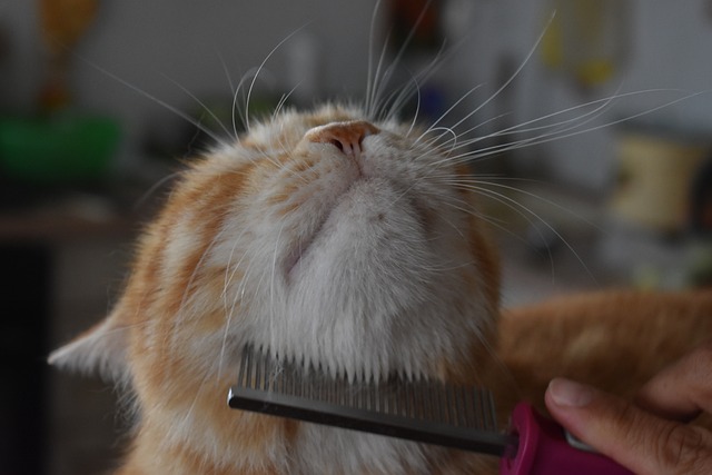 猫 发刷 梳理 - 上的免费照片