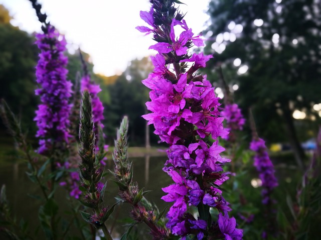 鲜花 紫色的 华 - 上的免费照片