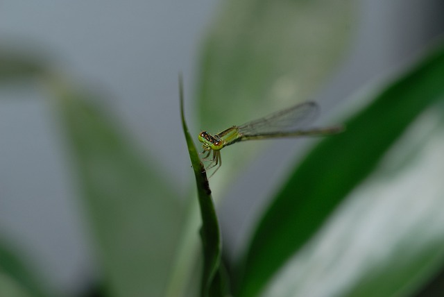 Odonata Coenagrionidae 跑不用 - 上的免费照片