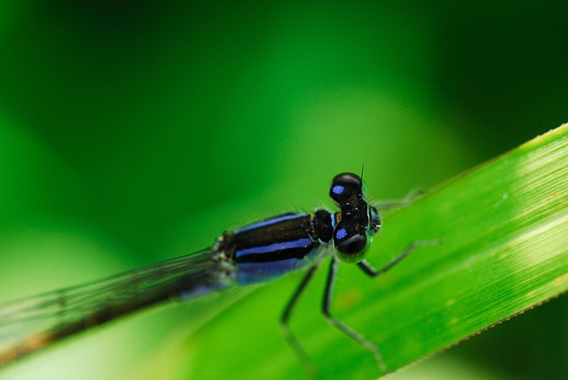 Odonata Coenagrionidae 跑不用 - 上的免费照片