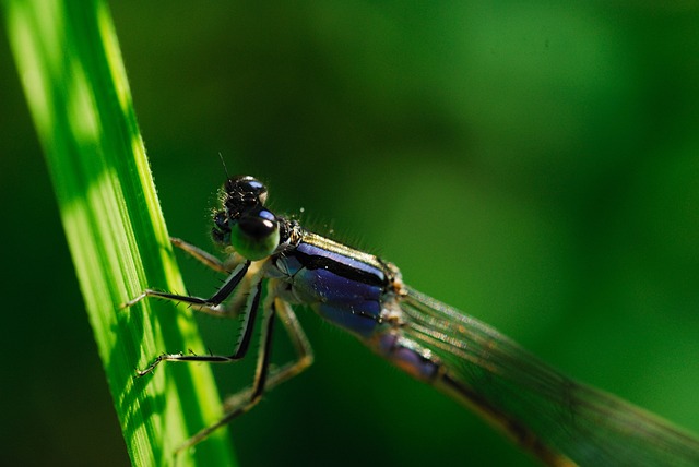 Odonata Coenagrionidae 跑不用 - 上的免费照片