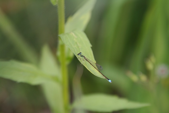 Odonata Coenagrionidae 跑不用 - 上的免费照片