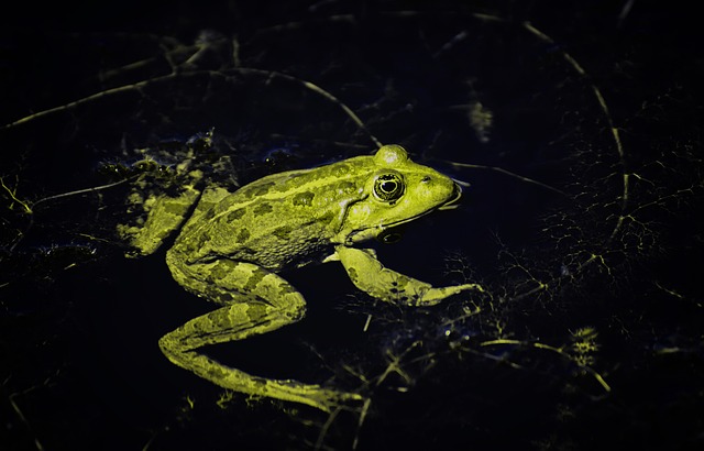 青蛙 动物 池塘 - 上的免费照片